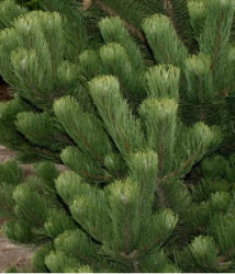 f4e00532_bddd_11e6_bf6c_b8763f02fe72_f4e00534_bddd_11e6_bf6c_b8763f02fe72.resize1