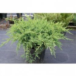 700